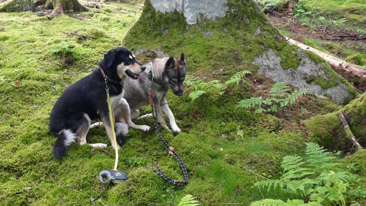Hundehilfe Spendenaktion campaign photo, 1 of 6