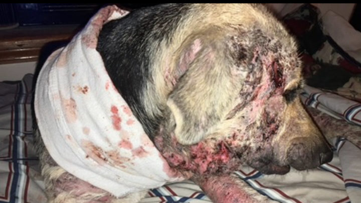 Please help me help this lil guy someone dumped out by me campaign photo, 1 of 4