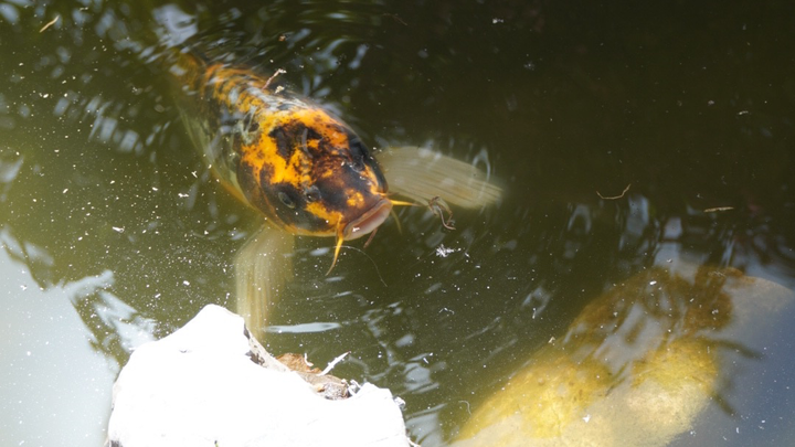 koi fish in a pond