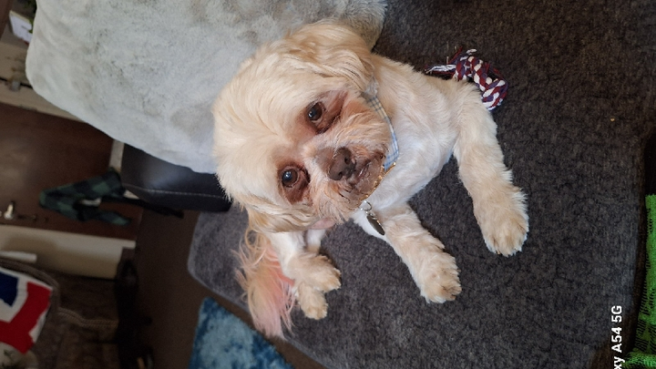 Help Wicket Get Urgent Medical Care campaign photo, 1 of 8