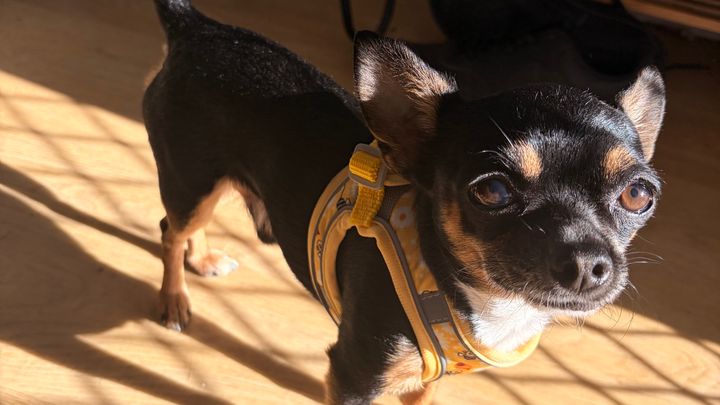 OLLIE’S SURGERY