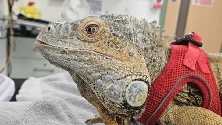 Please help save Bob the iguana campaign photo, 1 of 3