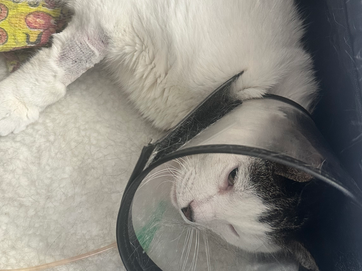 Please help me protect my sweet cat campaign photo, 1 of 8