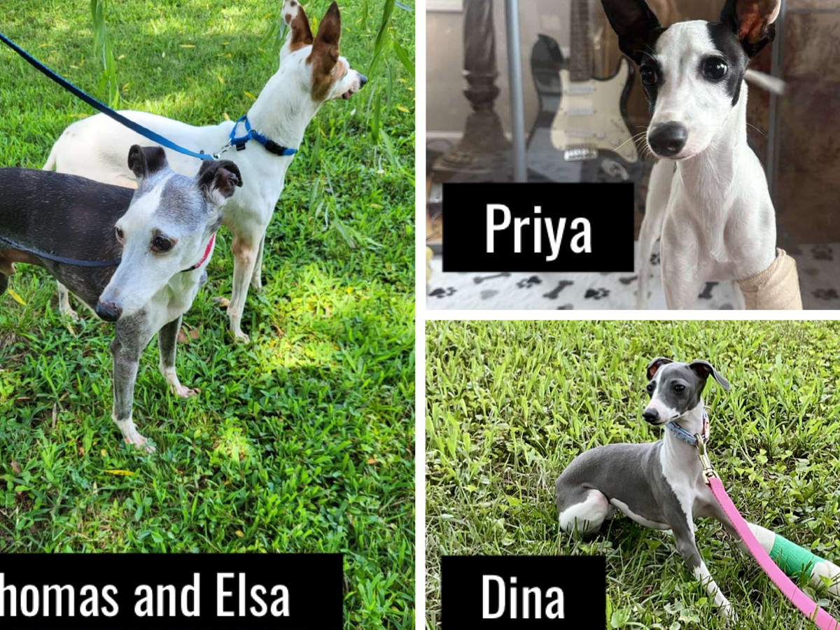Four Italian Greyhounds. Four different medical journeys. campaign photo, 1 of 6