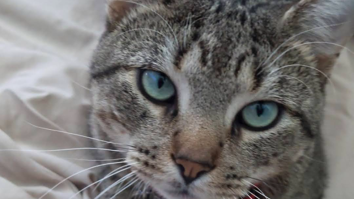 Help Kevin get lifesaving surgery for his spleen tumor! campaign photo, 1 of 7