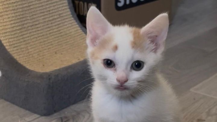 Save Baby Pezzle  9 weeks old in heart failure
