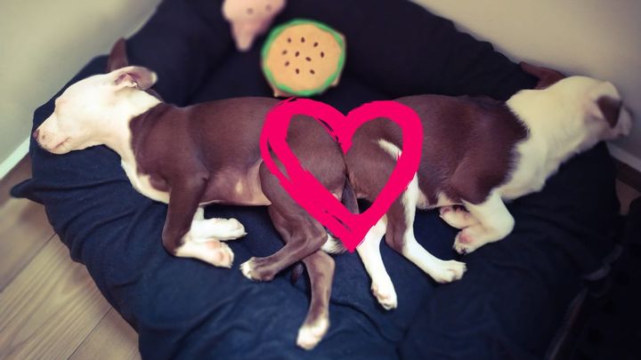 Happy Tails ☆ 26 campaign photo, 1 of 3