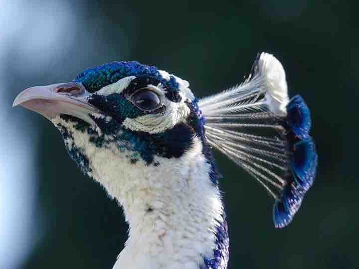 Rescue The Aviary campaign photo, 1 of 8