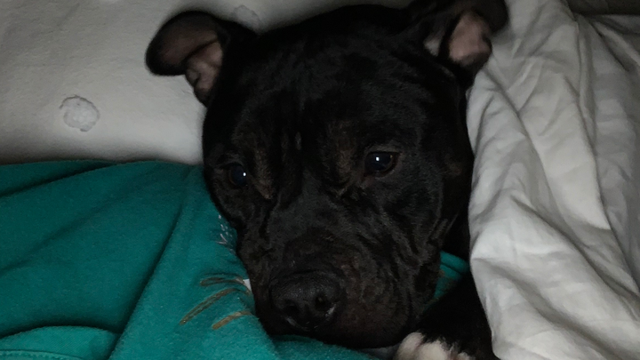Help Save Jameson: Urgent Vet Costs campaign photo, 1 of 7