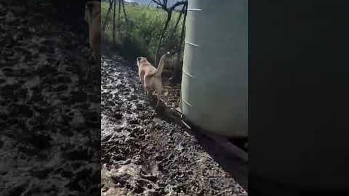 Miniature de vidéo Redonner dignité aux chiens abandonnés, 1 sur 8