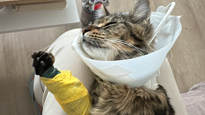 Luna’s Life save campaign photo, 1 of 8