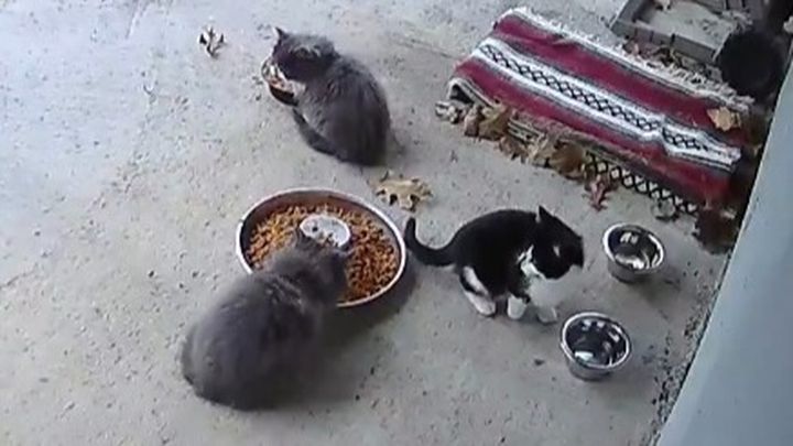 Community Cats: Oreo, Pitch, Grey, Smudge, and Moo campaign photo, 1 of 4