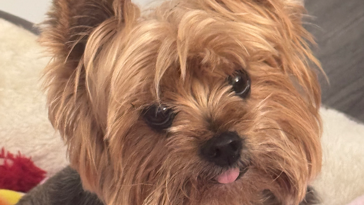 Help Save My Little Warrior Lucy campaign photo, 1 of 3