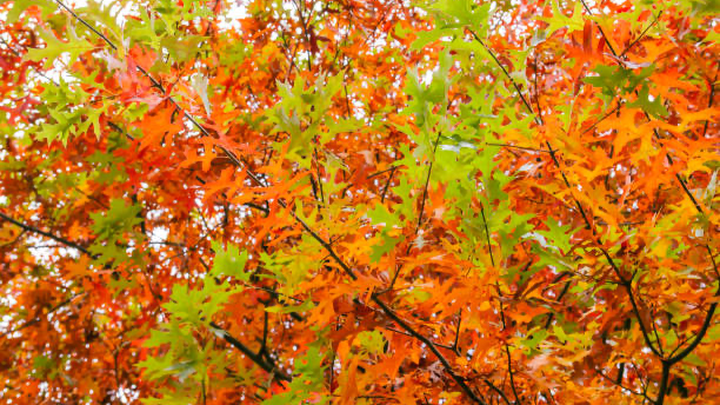 Honor Leaf Kretz by Planting a Tree campaign photo, 1 of 4