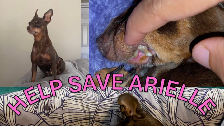 Help Save Arielle: A Little Dog in Need of Surgery campaign photo, 1 of 5