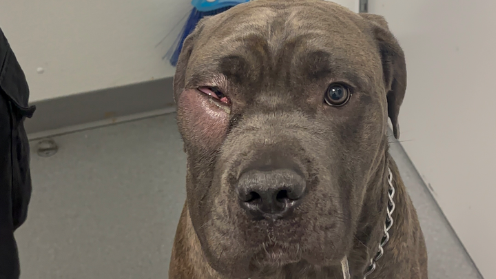 Help Save Hasten’s Eye & Life - Emergency Surgery Needed campaign photo, 1 of 3
