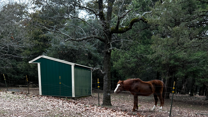 Help Jacqueline Pierce and Her Beloved Animals campaign photo, 1 of 8