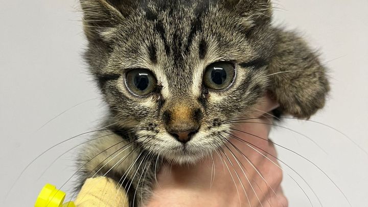 Donate to Oznur's Rescue Efforts in Turkey campaign photo, 1 of 4
