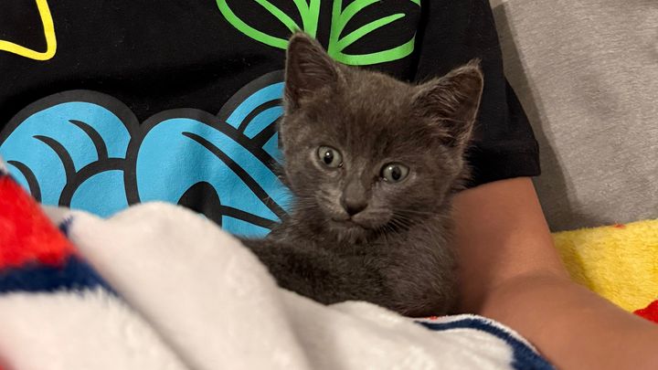 Care for Loki: From Rescue to Recovery campaign photo, 1 of 8
