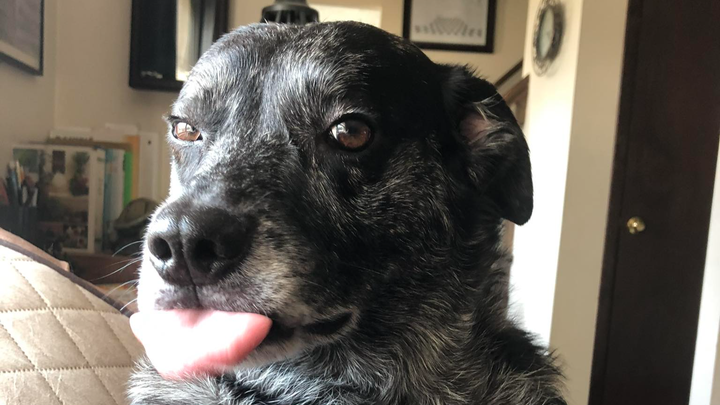 Help Jackson Walk Again: Emergency Vet Bills campaign photo, 1 of 5