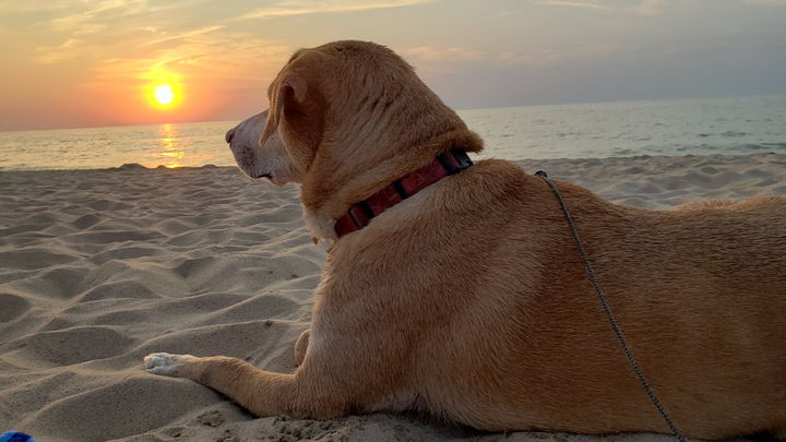 Help Dog Fight Canine Lymphoma campaign photo, 1 of 7