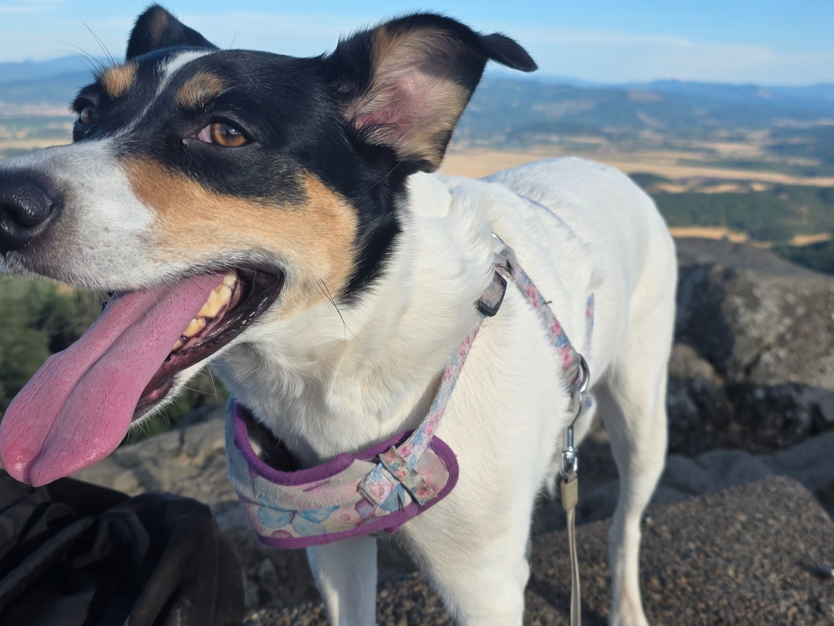 Help Bunny Get the Surgery She Desperately Needs campaign photo, 1 of 8