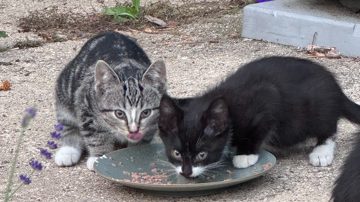 Help Mama Ruth & her babies get fixed, fed, and fostered! campaign photo, 1 of 8