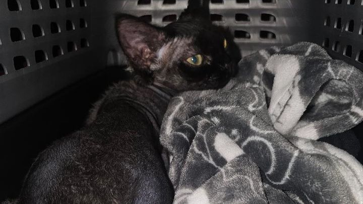 Help Shiki Fight FIP and Get Lifesaving Care campaign photo, 1 of 6