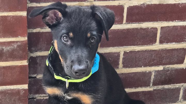 Help Atlas Get Lifesaving Heart Care campaign photo, 1 of 8