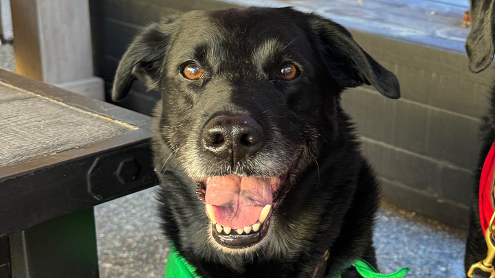 Support Riley’s Emergency Vet Care campaign photo, 1 of 5