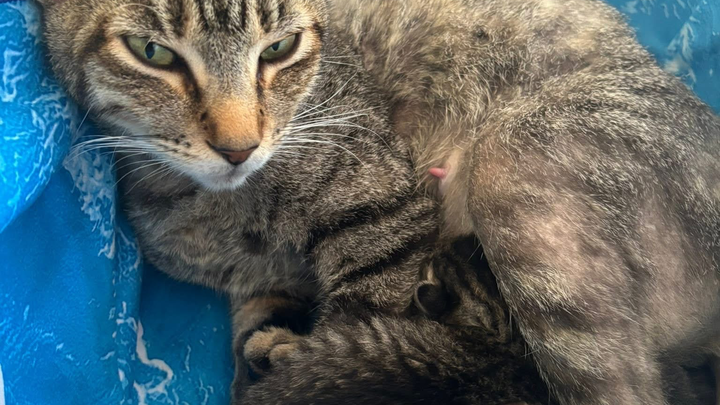 Bring Mama and Kittens to Safety and Love campaign photo, 1 of 8