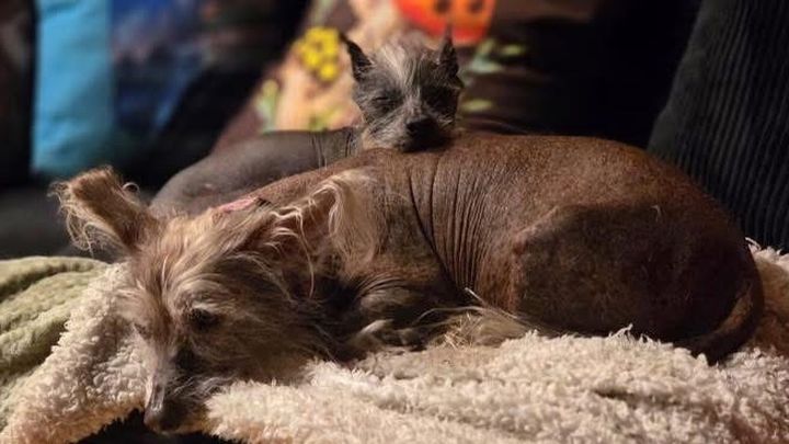Caring for Our Beloved Hairless Chinese Crested Dogs campaign photo, 1 of 8