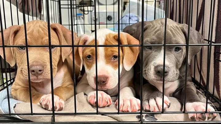 Homewardanimalrescue campaign photo, 1 of 5