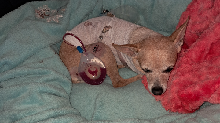Baby's Recovery campaign photo, 1 of 8