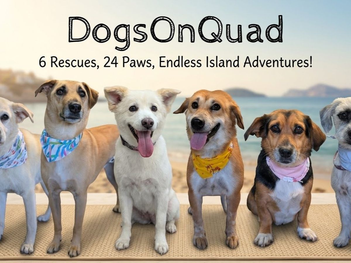 Fundraiser’s main image