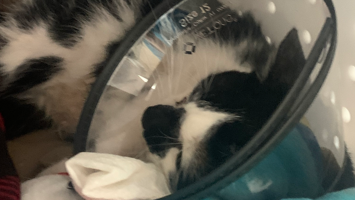 Support Matty's Urgent Vet Treatment campaign photo, 1 of 6
