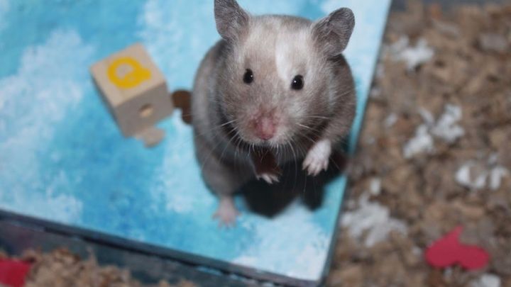 Main fundraiser photo