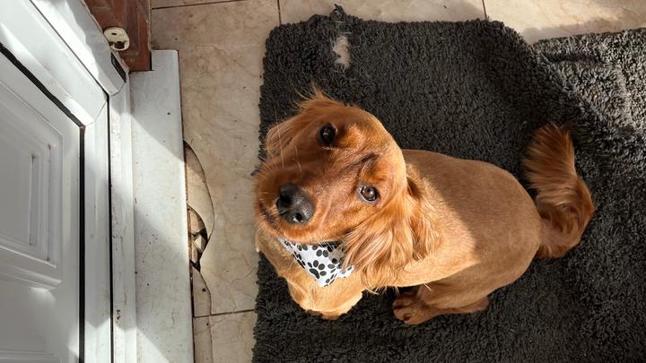 HELP our cocker Dex walk again. campaign photo, 1 of 8