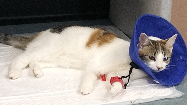 Main fundraiser photo