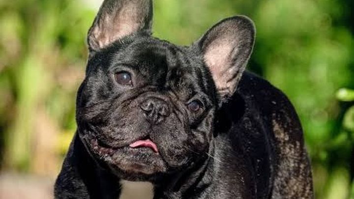 Fundraiser by James Davidson : French Bulldog slipped disc and no insurance