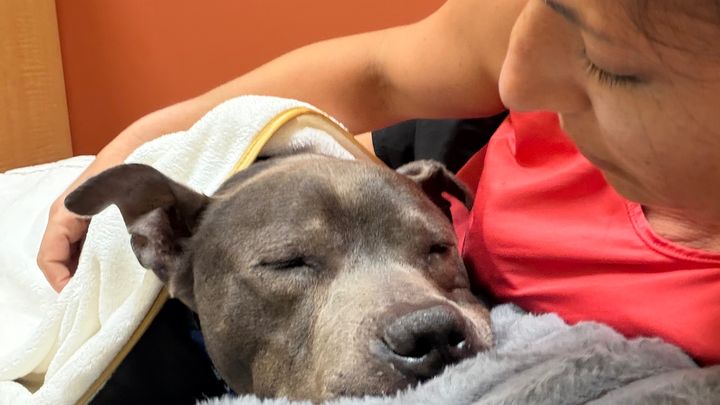 Help Little Bear Pay for Hospitalization and Vet Care campaign photo, 1 of 10