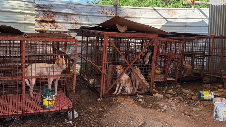 Help up build a safe home for the stray animals in Panglao campaign photo, 1 of 8