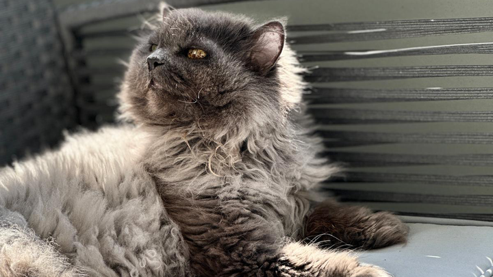 Hilfe für meine Katze Lia – jede Unterstützung zählt campaign photo, 1 of 6