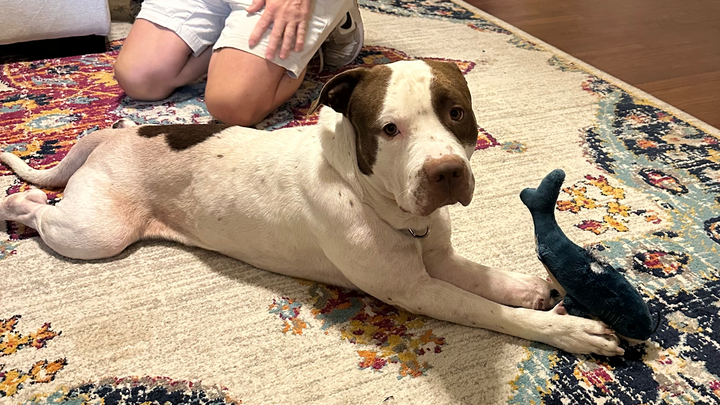 Help Jupiter Nacho Run Again: Urgent Surgery Fund campaign photo, 1 of 8