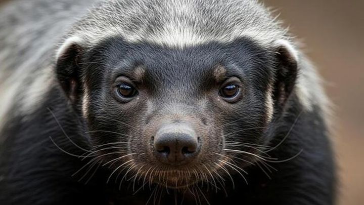 Badger's Assistance Fund campaign photo, 1 of 3