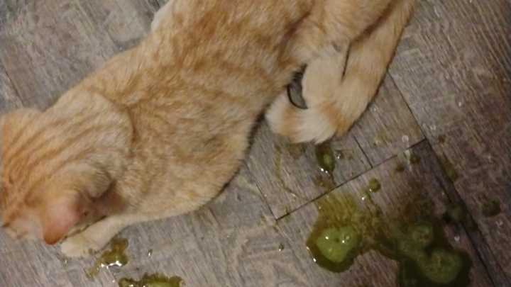 Please help save our kitties campaign photo, 1 of 8