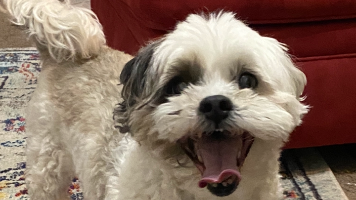 Support Walter's Life-Saving Surgery campaign photo, 1 of 8