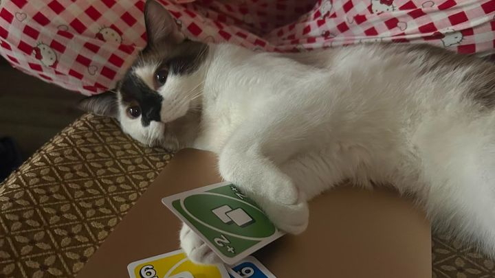 Save Billu the cat campaign photo, 1 of 7