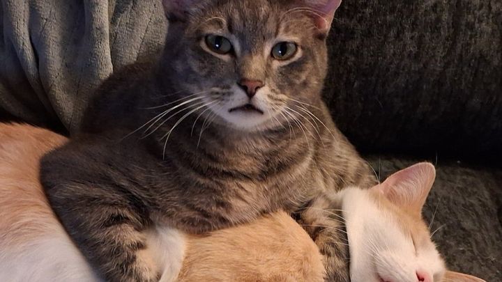 Help Andrew and His Cats Stay Afloat campaign photo, 1 of 8