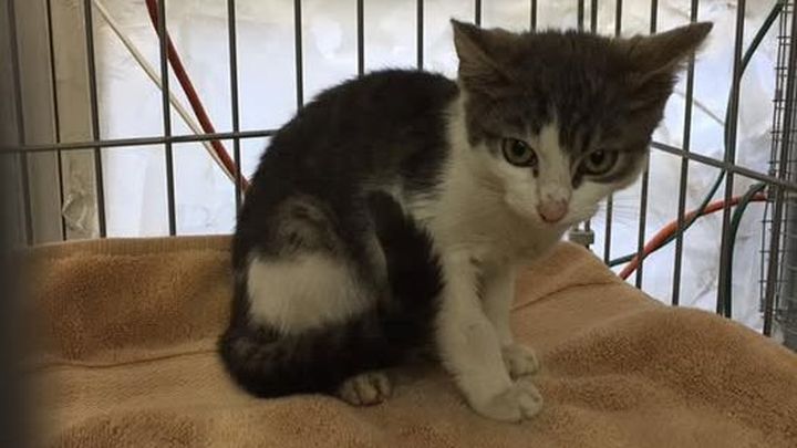 Help Metro Cat Rescue help kittens and cats in need! campaign photo, 1 of 4